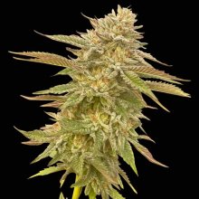 (Bild für) Pineapple OG Feminised Seeds