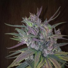 (Bild für) Oldtimer's Haze Regular Seeds