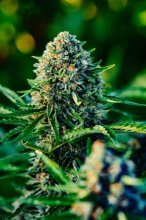 (Bild für) Gummibears Auto Feminised Seeds