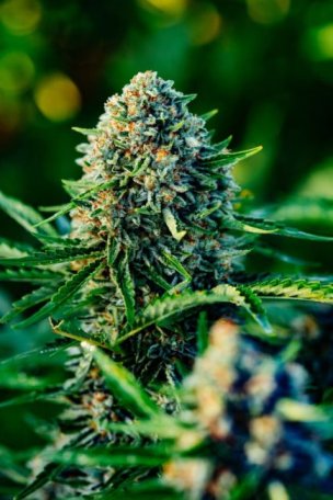 (Bild für) Gummibears Auto Feminised Seeds