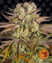 (image for) Pineapple Express Feminised Seeds