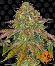 (Bild für) Wedding Cake Feminised Seeds