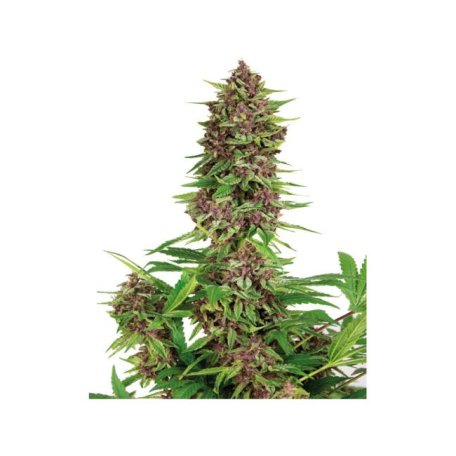 (Bild für) Purple Kush Feminised Seeds