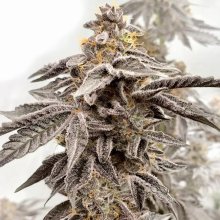 (image for) Sour Apple Kiss Feminised Seeds