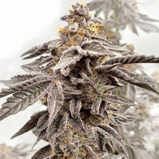 (image for) Sour Apple Kiss Feminised Seeds