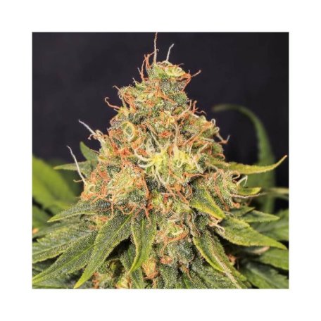 (image for) Only CBD Feminised Seeds