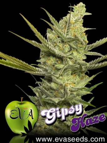 (image for) Gipsy Haze Feminised Seeds