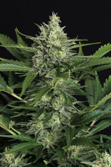 (Bild für) Green Gummy Auto Feminised Seeds