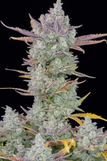 (Bild für) Gorilla Cookies Auto Feminised Seeds