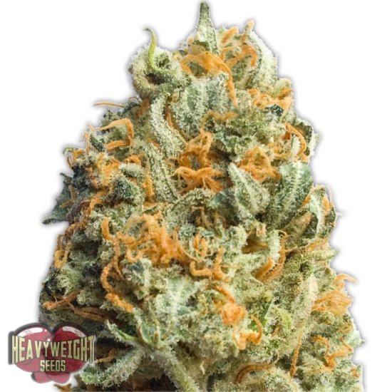 (Bild für) Fully Loaded Auto Feminised Seeds