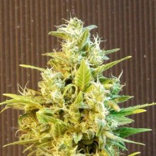 (Bild für) Kannabia CBG Auto Feminised Seeds