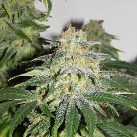 (Bild für) Russian Doll (Muneka Rusa) Feminised Seeds