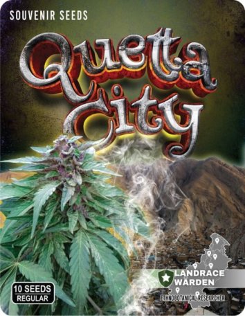 (image for) Quetta City Regular Seeds