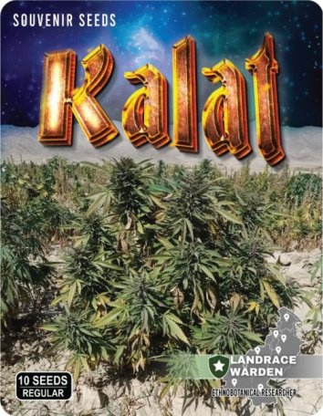 (image for) Kalat Regular Seeds