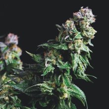 (Bild für) Purple Urkle Feminised Seeds