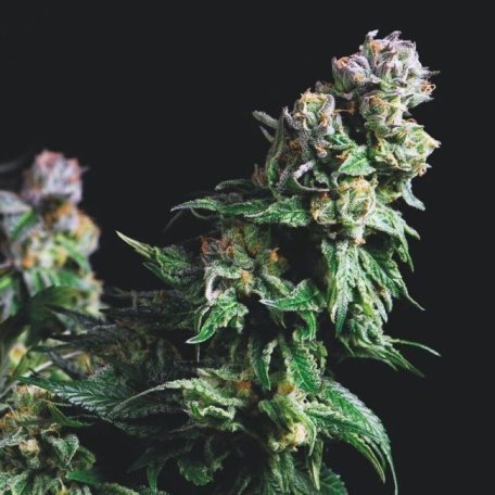 (Bild für) Purple Urkle Feminised Seeds