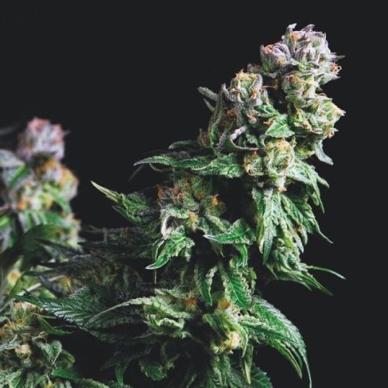 (Bild für) Purple Urkle Feminised Seeds