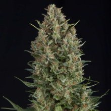 (Bild für) Wembley Feminised Seeds