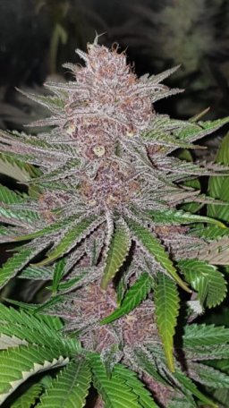 (image for) Forbidden Widow Feminised Seeds