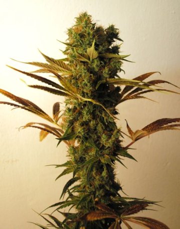 (image for) Hammer Shark Feminised Seeds