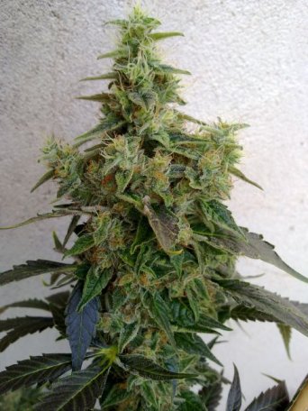 (image for) Dieseltonic Feminised Seeds