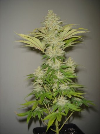 (image for) Bubblicious Feminised Seeds