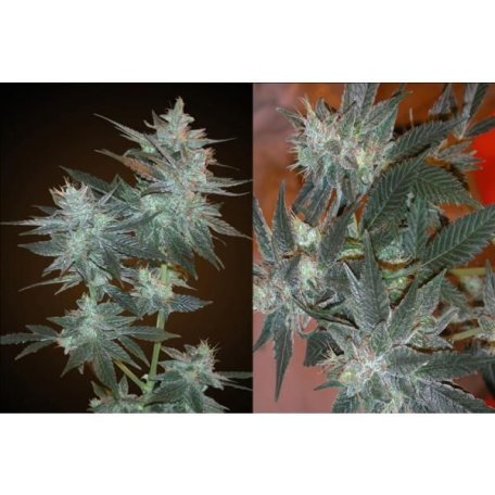 (image for) L.A. Ultra Feminised Seeds