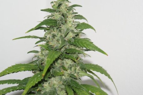 (image for) Yummy Feminised Seeds
