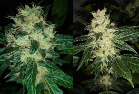(image for) Sour P Feminised Seeds