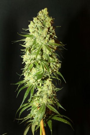 (image for) Cannatonic Feminised Seeds