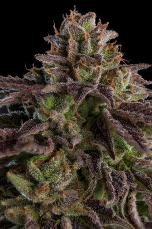 (image for) KmintZ Feminised Seeds