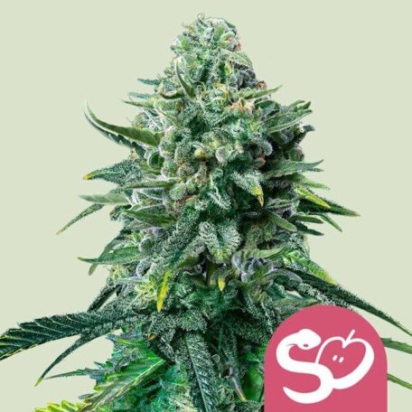 (Bild für) Forbidden Fruit Feminised Seeds