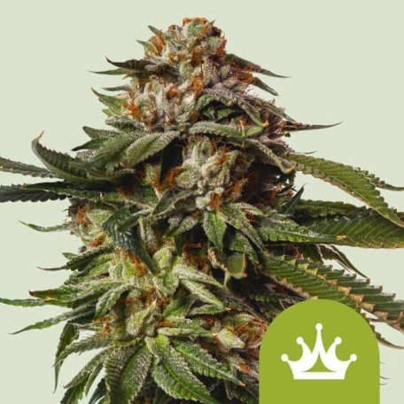(Bild für) Special Queen 1 Auto Feminised Seeds