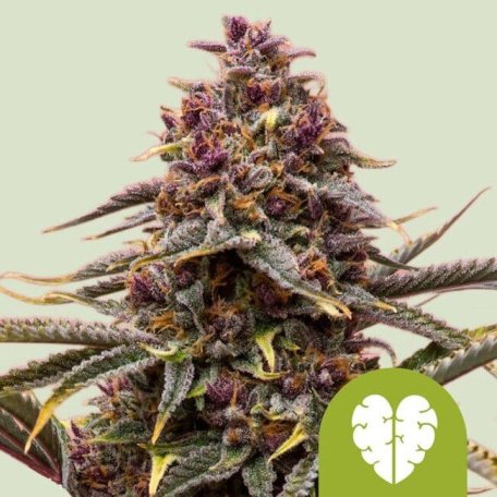 (Bild für) Pink Mist Auto Feminised Seeds