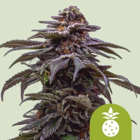 (Bild für) Tropicana Cookies Purple Auto Feminised Seeds