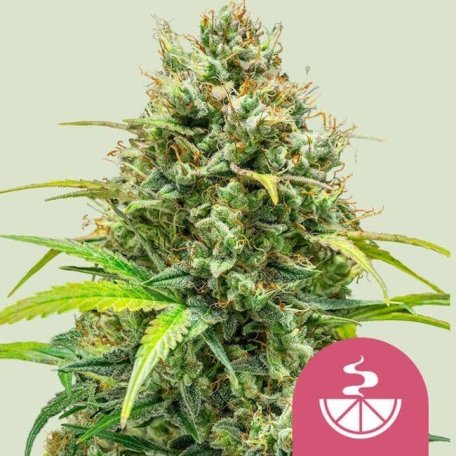 (Bild für) Lemon Skunk Feminised Seeds