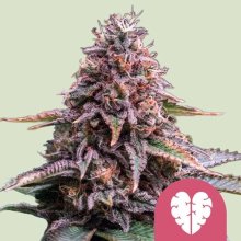 (Bild für) Pink Mist Feminised Seeds