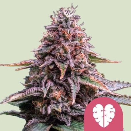 (Bild für) Pink Mist Feminised Seeds