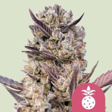 (Bild für) Tropicana Cookies Purple Feminised Seeds