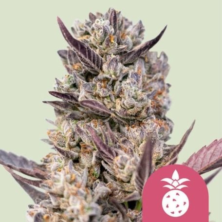 (Bild für) Tropicana Cookies Purple Feminised Seeds