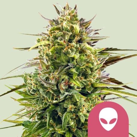 (Bild für) Alien OG Feminised Seeds