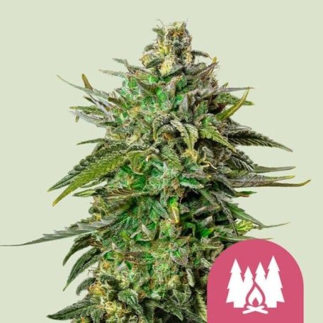 (Bild für) Larry OG Feminised Seeds