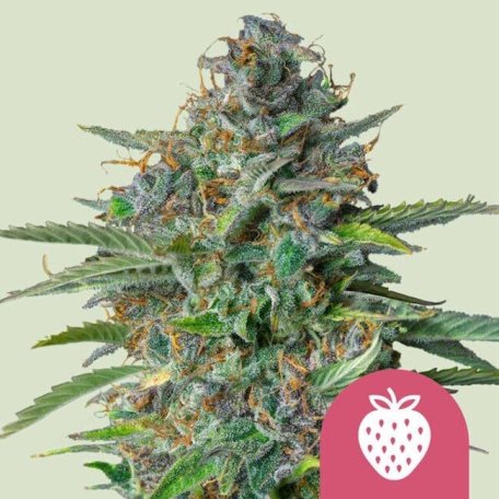 (Bild für) Strawberry Cough Feminised Seeds