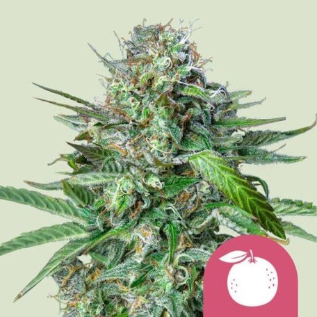 (Bild für) Tangie Feminised Seeds