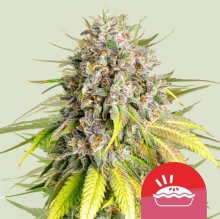 (Bild für) Punch Pie Feminised Seeds