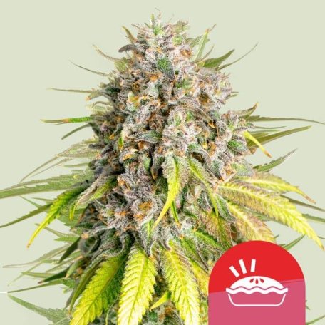 (Bild für) Punch Pie Feminised Seeds