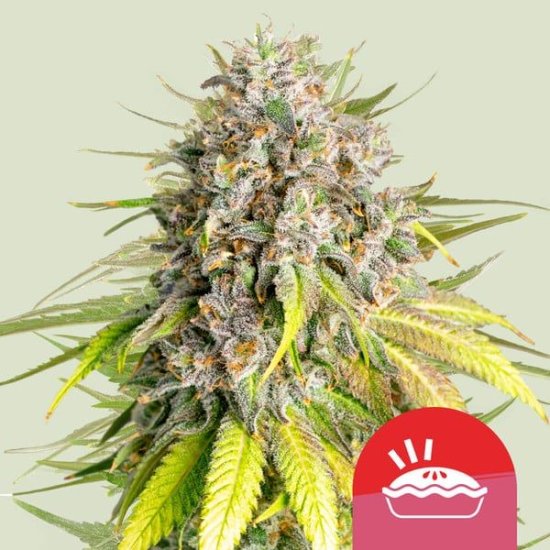 (Bild für) Punch Pie Feminised Seeds