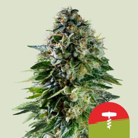 (Bild für) Corkscrew Auto Feminised Seeds