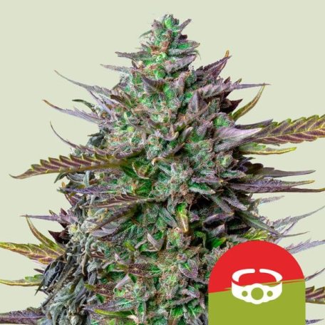 (Bild für) GOAT'lato Auto Feminised Seeds