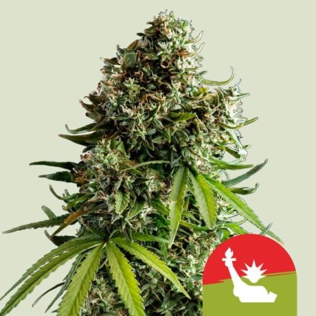 (Bild für) NYC Sour D Auto Feminised Seeds